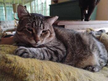Willie -  American Shorthair Cat for Adoption in Rochester, New York - Willie | PetCurious