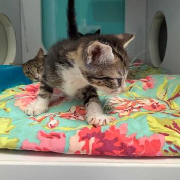 Domestic Medium Hair Cats Available for Adoption in Lake Jackson, Texas - Squirt | PetCurious