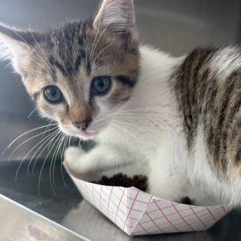 Domestic Short Hair Cats Available for Adoption in Tulsa, Oklahoma - Mesa | PetCurious