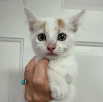Annabelle -  Domestic Short Hair Cat for Adoption in Columbia, South Carolina - Annabelle | PetCurious