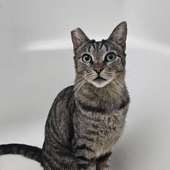 Domestic Short Hair Cats Available for Adoption in San Diego, California - Banshee | PetCurious