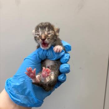 Domestic Short Hair Cats Available for Adoption in Columbiana, Alabama - Earthworm | PetCurious