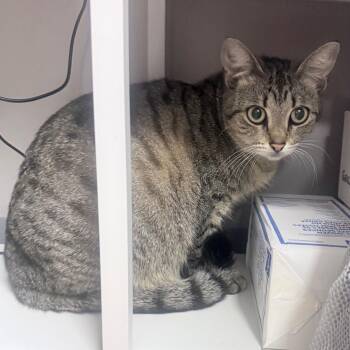 Domestic Short Hair Cats Available for Adoption in Jupiter, Florida - Tessa | PetCurious