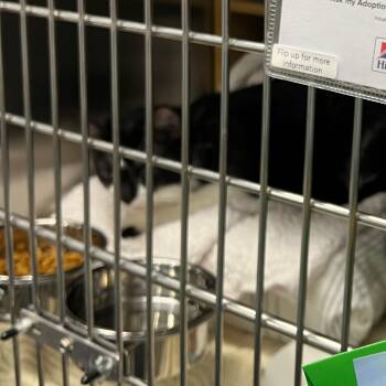 Tuxedo Cats Available for Adoption - Addison | PetCurious