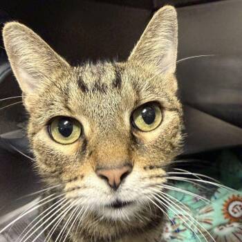 Tigger -  Domestic Short Hair and Mixed Breed Cat for Adoption in Chicago, Illinois - Tigger | PetCurious