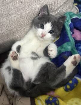 Domestic Short Hair Cats Available for Adoption - Cloud  | PetCurious