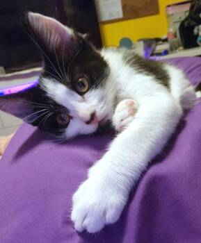 CHANEL -  Domestic Short Hair Cat for Adoption in Burbank, California - CHANEL | PetCurious