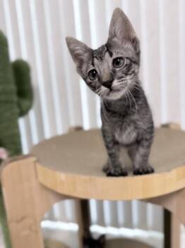 Tiramisu -  Domestic Short Hair Cat for Adoption in Honolulu, Hawaii - Tiramisu | PetCurious