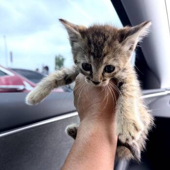 Chillona -  Domestic Short Hair Cat for Adoption in Los Angeles, California - Chillona | PetCurious