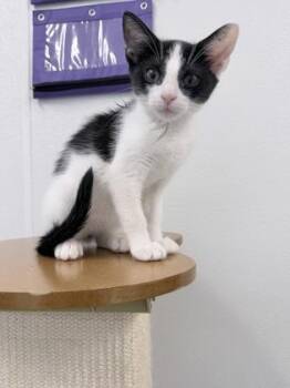 Astoria -  Domestic Short Hair Cat for Adoption in Venice, Florida - Astoria | PetCurious