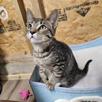 Tarrington -  Tabby Cat for Adoption in Richmond, Virginia - Tarrington | PetCurious