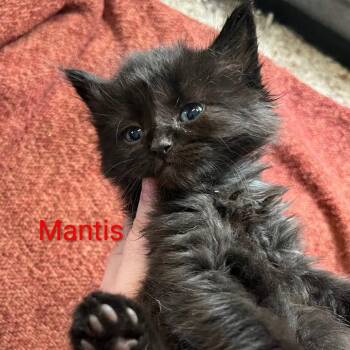 Domestic Long Hair Cats Available for Adoption - Mantis | PetCurious