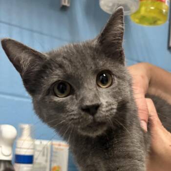 Gwen Stefani -  Domestic Short Hair Cat for Adoption in Newport, North Carolina - Gwen Stefani | PetCurious