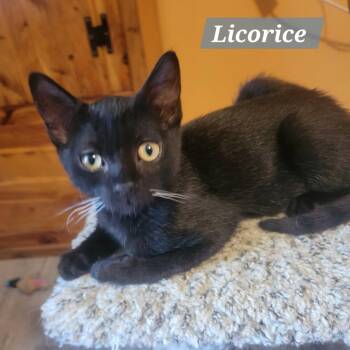 Licorice -  Domestic Short Hair Cat for Adoption in East Amherst, New York - Licorice | PetCurious