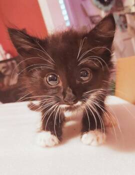 Oreo Cheesecake -  Domestic Medium Hair Cat for Adoption in Hartsville, South Carolina - Oreo Cheesecake | PetCurious
