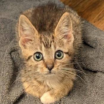 Meow -  Domestic Short Hair Cat for Adoption in Fredericksburg, Virginia - Meow | PetCurious