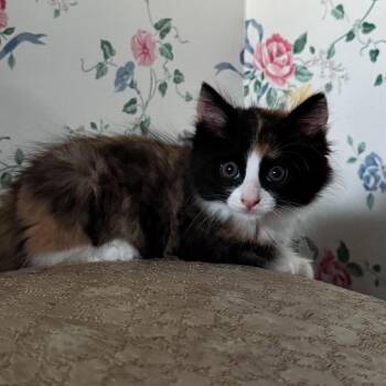 Sunset -  Domestic Short Hair Cat for Adoption in Morgan Hill, California - Sunset | PetCurious
