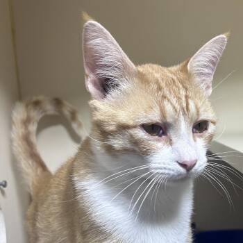 Inspector Gadget -  Domestic Short Hair Cat Available for Adoption in Mocksville, North Carolina - Inspector Gadget | PetCurious