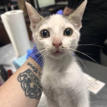 Domestic Short Hair Cats Available for Adoption in Summerville, South Carolina - Cake Boss | PetCurious