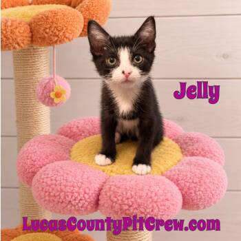 Jelly -  Tuxedo and Domestic Short Hair Cat for Adoption in Toledo, Ohio - Jelly | PetCurious