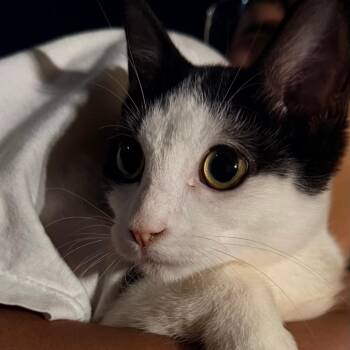 Suki -  Domestic Short Hair Cat for Adoption in Las Vegas, Nevada - Suki | PetCurious