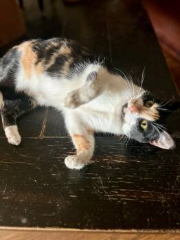 Domestic Short Hair Cats Available for Adoption in Los Angeles, California - Tiffany | PetCurious