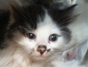Domestic Medium Hair Cats Available for Adoption in Charlotte, North Carolina - SNOOPY | PetCurious