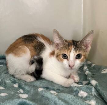 Frannie -  Domestic Short Hair Cat for Adoption in Genoa, Illinois - Frannie | PetCurious