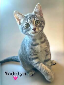 Madelyn -  Domestic Short Hair Cat for Adoption in Dansville, New York - Madelyn | PetCurious