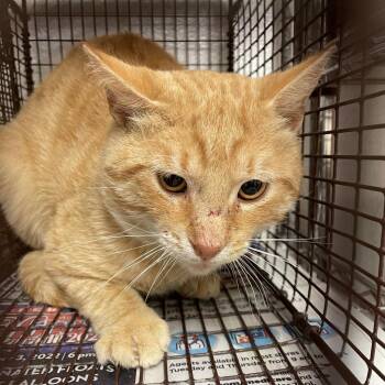 Butters -  Domestic Short Hair Cat for Adoption in Edinburg, Texas - Butters | PetCurious