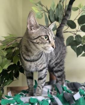 Pixie -  Domestic Short Hair Cat for Adoption in Hastings, Nebraska - Pixie | PetCurious