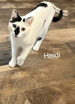 Rescue Domestic Short Hair Cats for Adoption in Randolph, Alabama - Heidi | PetCurious