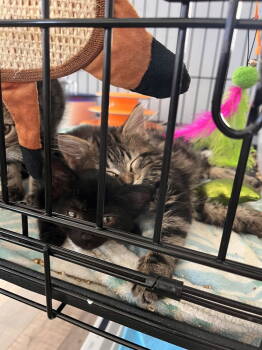 Rescue Domestic Short Hair Cats for Adoption in St. Peters, Missouri - Sage 14950BZ 985113010260342MC | PetCurious