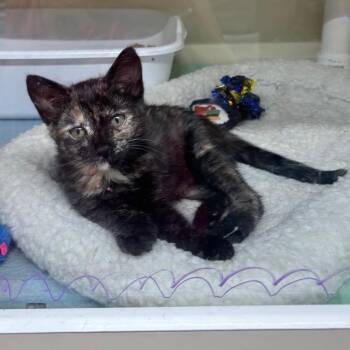 Domestic Short Hair Cats Available for Adoption in Hinesville, Georgia - Astra | PetCurious