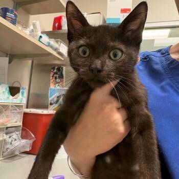 Vader -  Domestic Short Hair Cat for Adoption in Englewood, Florida - Vader | PetCurious