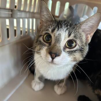 E.T. (LKF 9) -  Domestic Short Hair Cat for Adoption in Leander, Texas - E.T. (LKF 9) | PetCurious