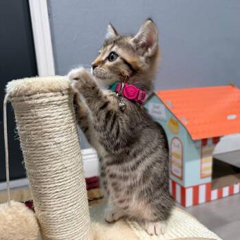 Honey -  Domestic Short Hair Cat for Adoption in NEW PT RICHEY, Florida - Honey | PetCurious