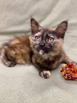 Domestic Short Hair Cats Available for Adoption in Grants Pass, Oregon - Laurel | PetCurious