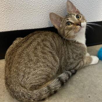 Porco Rosso -  Domestic Short Hair Cat for Adoption in Austin, Texas - Porco Rosso | PetCurious
