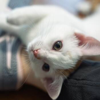 Bill Confident and kid friendly -  Turkish Van and Domestic Short Hair Cat for Adoption in Bethel, Connecticut - Bill Confident And Kid Friendly | PetCurious