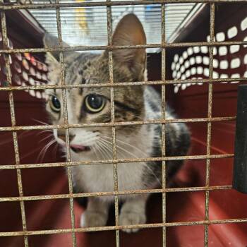 American Shorthair Cats Available for Adoption - Chalula | PetCurious