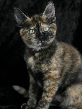 Sugar -  Domestic Short Hair Cat for Adoption in Lewisburg, Tennessee - Sugar | PetCurious