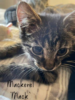 Rescue Tabby and Domestic Short Hair Cats for Adoption in Glen Raven, North Carolina - MACKERAL Mack | PetCurious