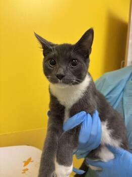 Almond -  Domestic Short Hair Cat for Adoption in Raleigh, North Carolina - Almond | PetCurious