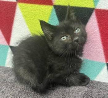 Domestic Medium Hair Cats Available for Adoption in Sullivan, Indiana - Izzy 2 | PetCurious