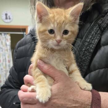 Domestic Short Hair Cats Available for Adoption in Park Falls, Wisconsin - Tigger | PetCurious