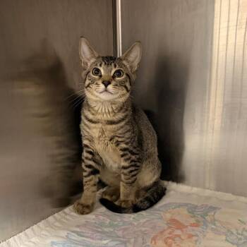 Yuri -  Domestic Short Hair Cat for Adoption in Spokane, Washington - Yuri | PetCurious