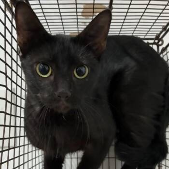 Suli -  Domestic Short Hair Cat for Adoption in Edinburg, Texas - Suli | PetCurious
