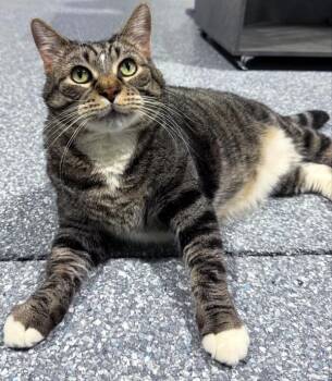 Domestic Short Hair Cats Available for Adoption in Madison, Wisconsin - MR. HAM BONE | PetCurious