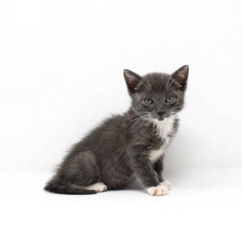 Junco -  Domestic Short Hair Cat for Adoption in Florence, Arizona - Junco | PetCurious